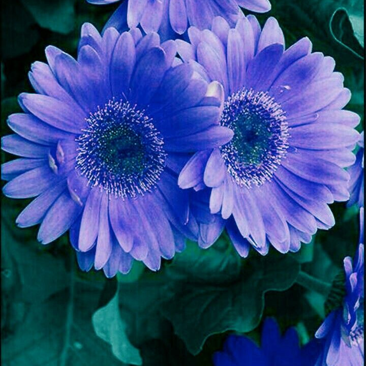 Fresh bouquet of blau gerbera daisies