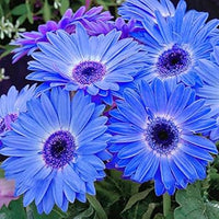 Blau gerbera daisies blooming in garten bed
