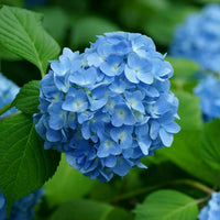 Blau hydrangea samen for anpflanzung