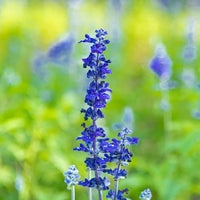 Blau hyssop samen anpflanzung and wachsend guide