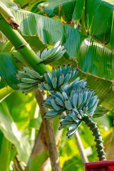 Blaue Banane  Samen für einfaches Anpflanzen