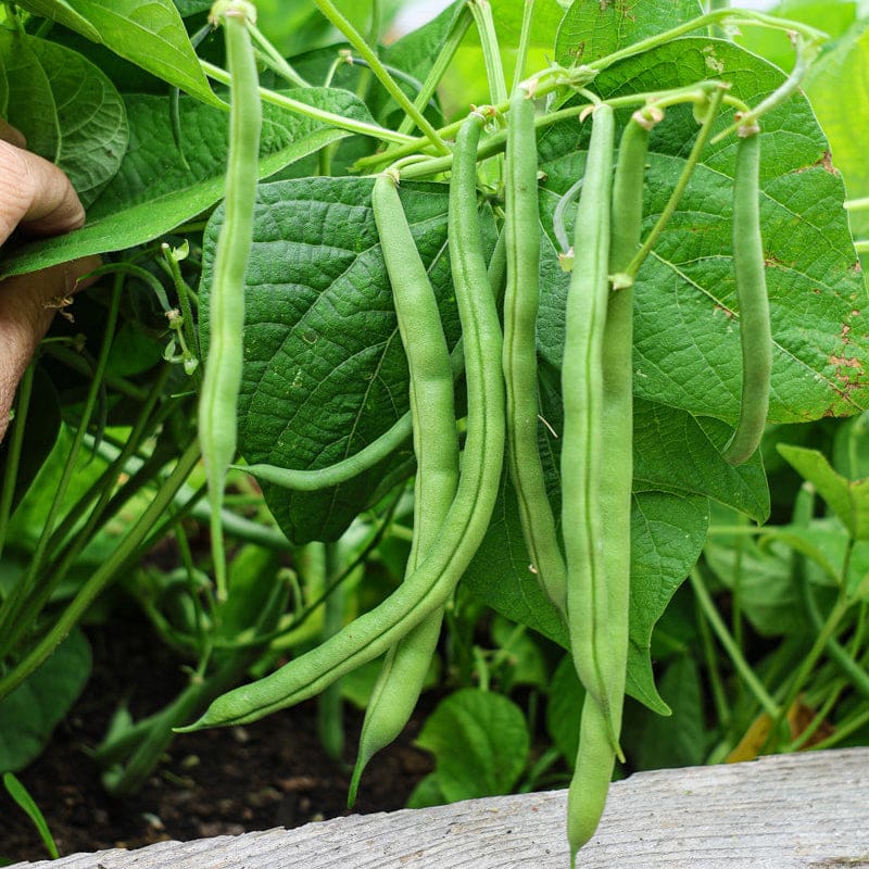 Green Lake Bean Planting Samen