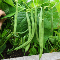 Green Lake Bean Planting Samen