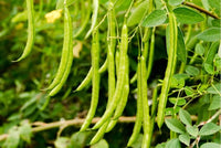 Blau Lake Pole Bean Samen zur Aussaat