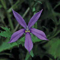 Blau laurentia axillaris samen for vibrant garten blooms
