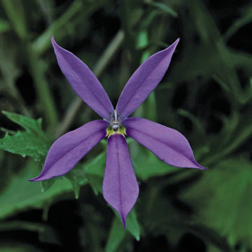 Blau laurentia axillaris samen for vibrant garten blooms
