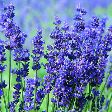 Blau lavender blume samen for fragrant garten anpflanzung
