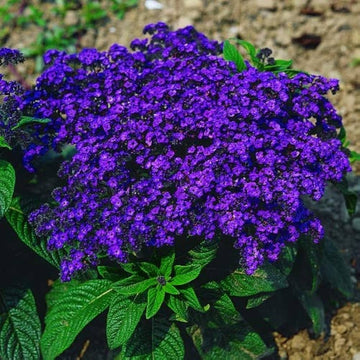 Blau marine blume samen for anpflanzung – oceanic blau blooms