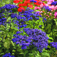Blau marine blumen wachsend in garten beds