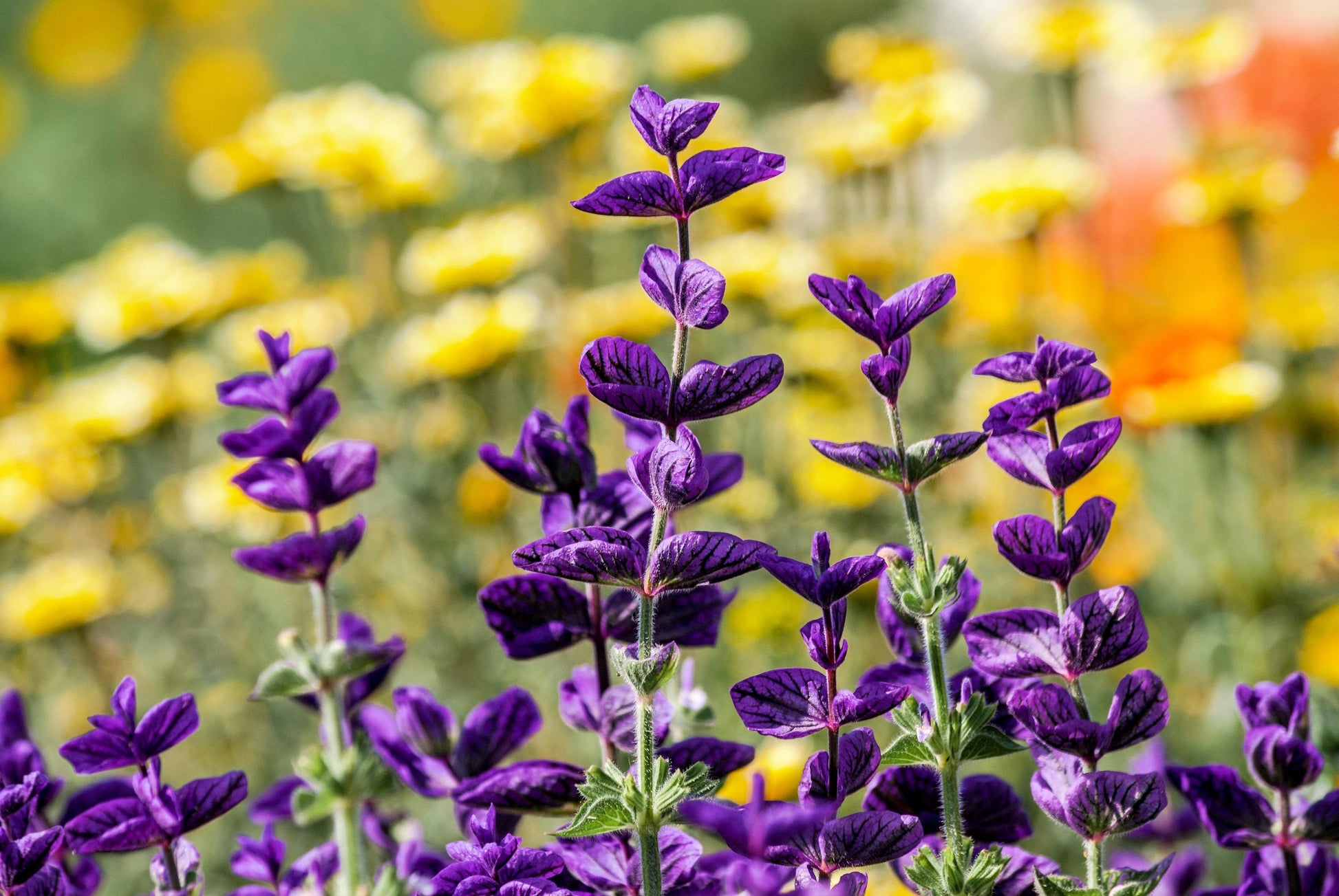 Blue Monday Clary Sage Kraut with colorful blue-violet blooms