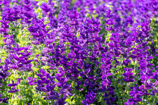 Blue Monday Clary Sage Pflanze with blue and violet Blumen in Garten