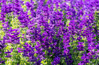 Blue Monday Clary Sage Pflanze with blue and violet Blumen in Garten