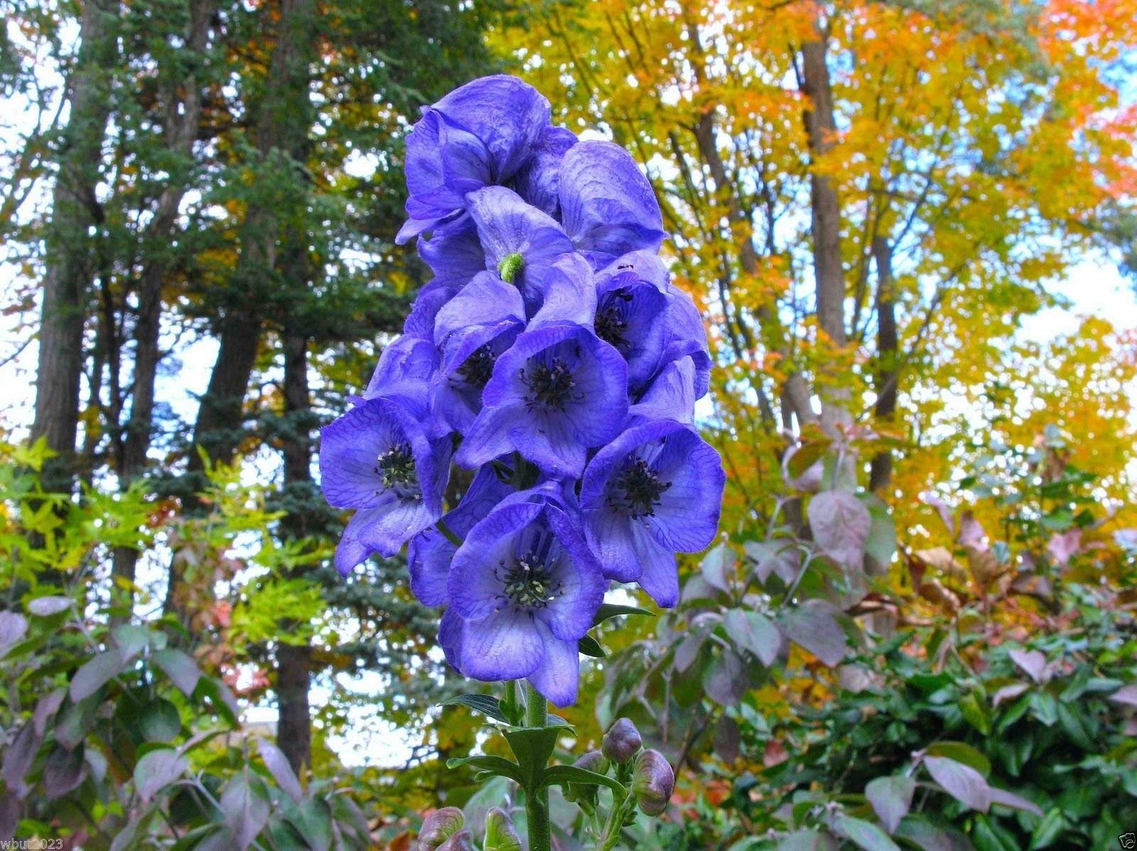 Blau monkshood aconitum pflanze samen for ornamental gardens