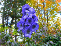 Blau monkshood aconitum pflanze samen for ornamental gardens