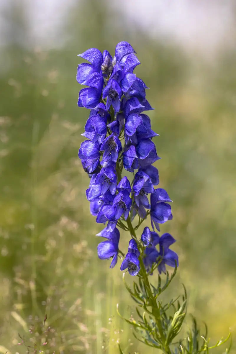 Wolfsbane Blumensamen zur Aussaat Halbschatten verträglich Traditionssorte & ohne Gentechnik Samen Hausgarten