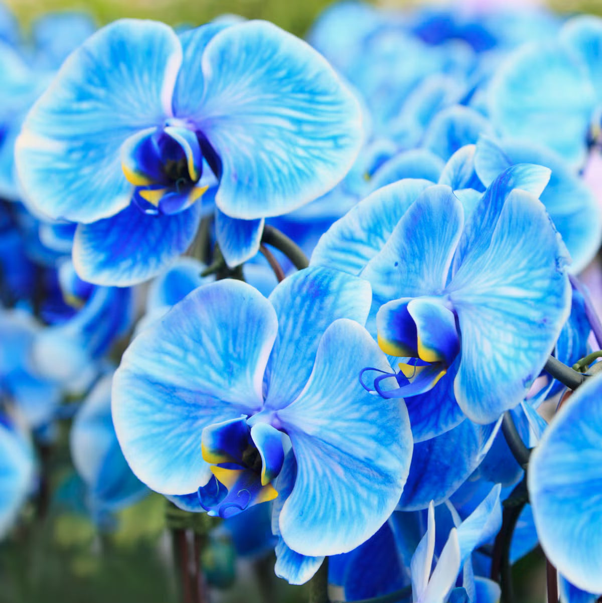 Blau Schmetterling Orchidee Blumensamen zur Aussaat pflegeleicht Traditionssorte & ohne Gentechnik Samen Hausgarten