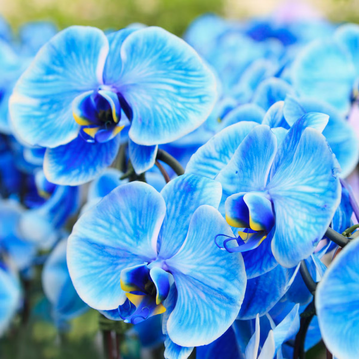 Blau Schmetterlingsorchidee Orchidee Blumensamen zur Aussaat kompakt Wuchs Traditionssorte & ohne Gentechnik Samen Hausgarten