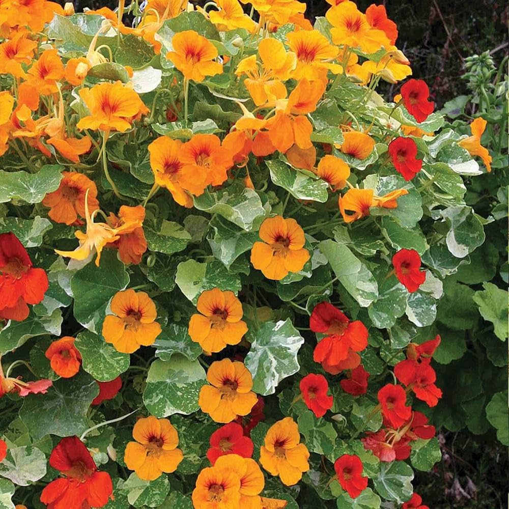 Blau nasturtium blumen in hanging basket