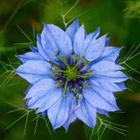 Blau nigella jekyll samen for anpflanzung