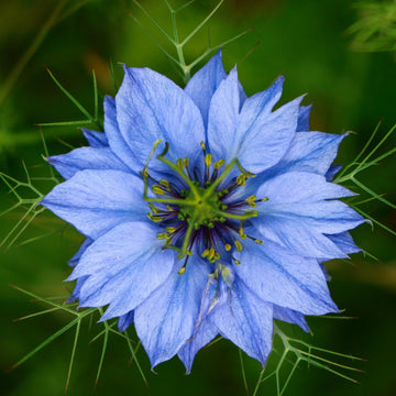 Blau nigella jekyll samen for anpflanzung