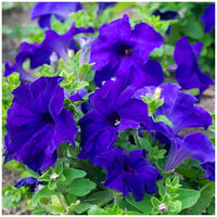 Blau oblique petunia samen for anpflanzung