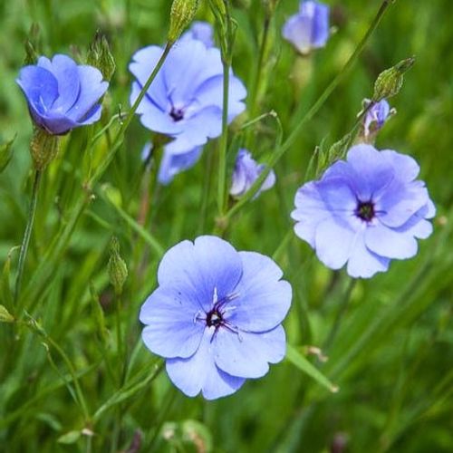 Blau oculata blume samen