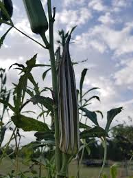 Blue okra pods developing on pflanze