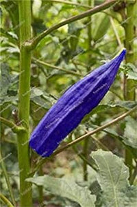Blue okra samen für aussaat in home gardens