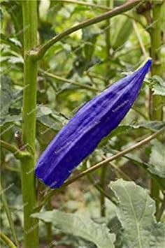 Blue okra samen für aussaat in home gardens