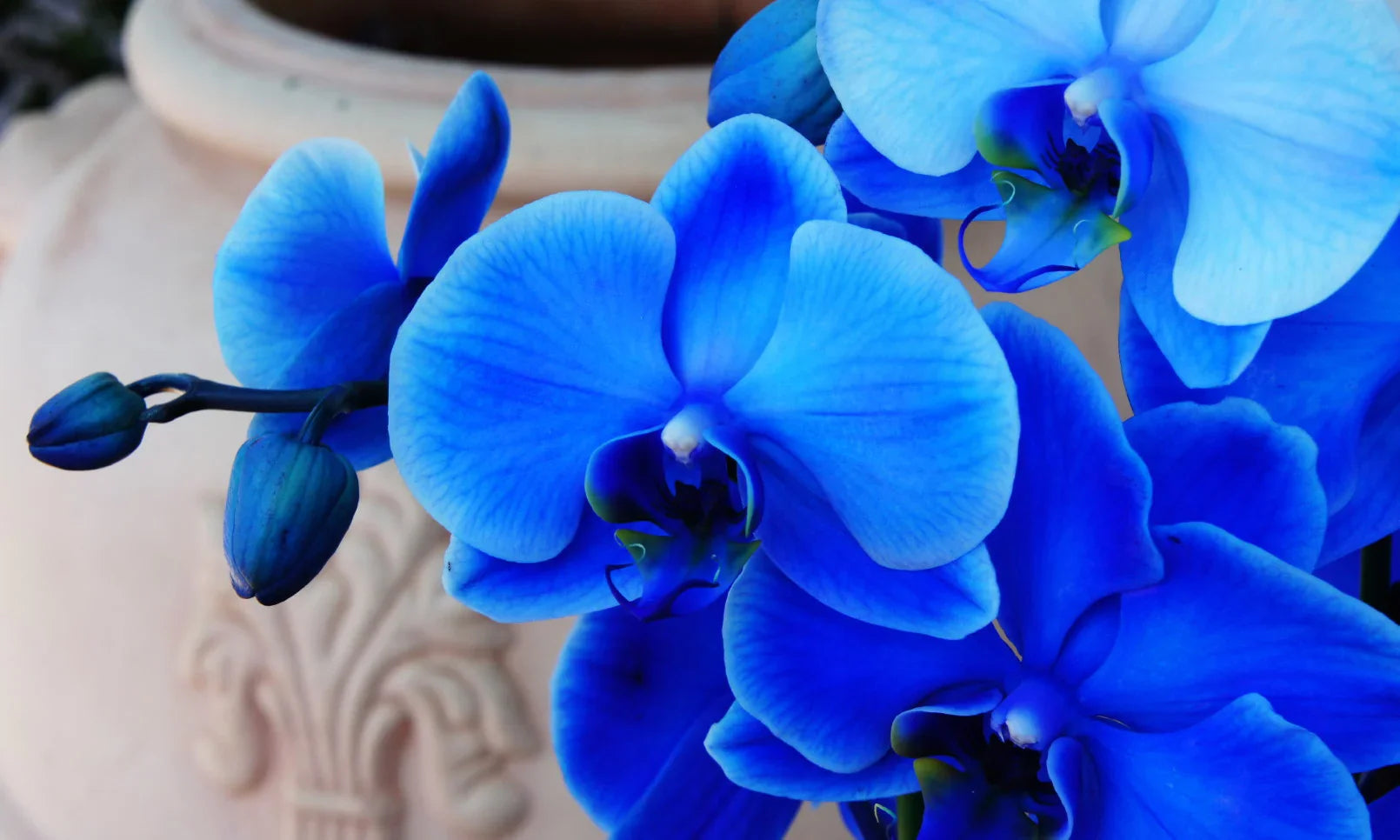 Blau phalaenopsis orchid wachsend innen in topf