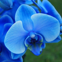 tief Blau Schmetterlingsorchidee Orchidee Blumensamen zur Aussaat – pflegeleicht – Traditionssorte & ohne Gentechnik Samen Hausgarten