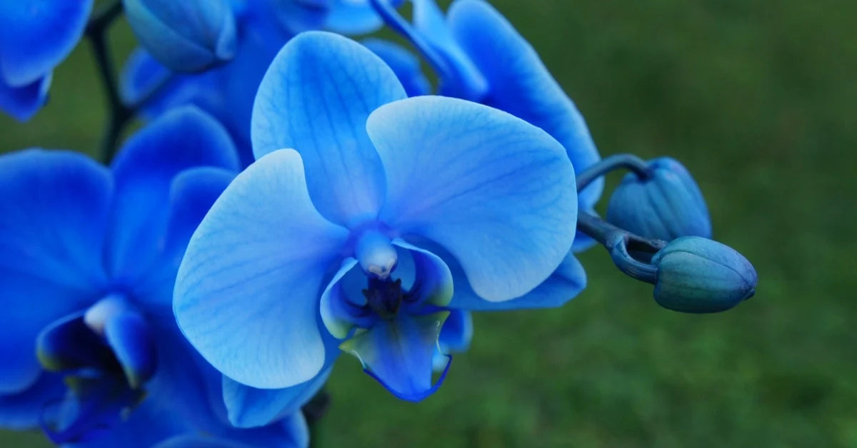 Blau Schmetterlingsorchidee Blumensamen zur Aussaat