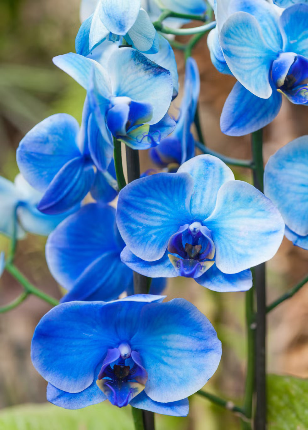 Gemischt Doritaenopsis Orchidee Blumensamen zur Aussaat – Drought verträglich – Traditionssorte & ohne Gentechnik Samen Hausgarten