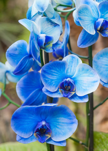 Blau Schmetterling Orchidee Blumensamen zur Aussaat – robust Sorte – Traditionssorte & ohne Gentechnik Samen Hausgarten