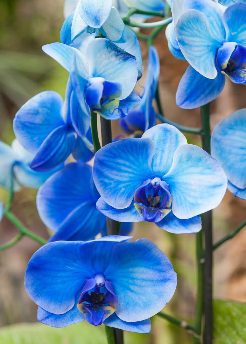 tief Blau Schmetterlingsorchidee Orchidee Blumensamen zur Aussaat leuchtend Blüten Traditionssorte & ohne Gentechnik Samen Hausgarten