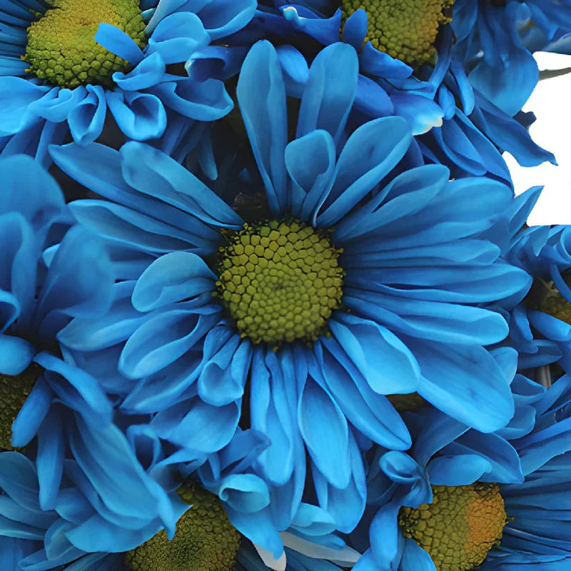 Blau osteospermum samen for anpflanzung
