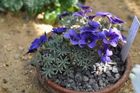 Blau oxalis blume bed in partial shade