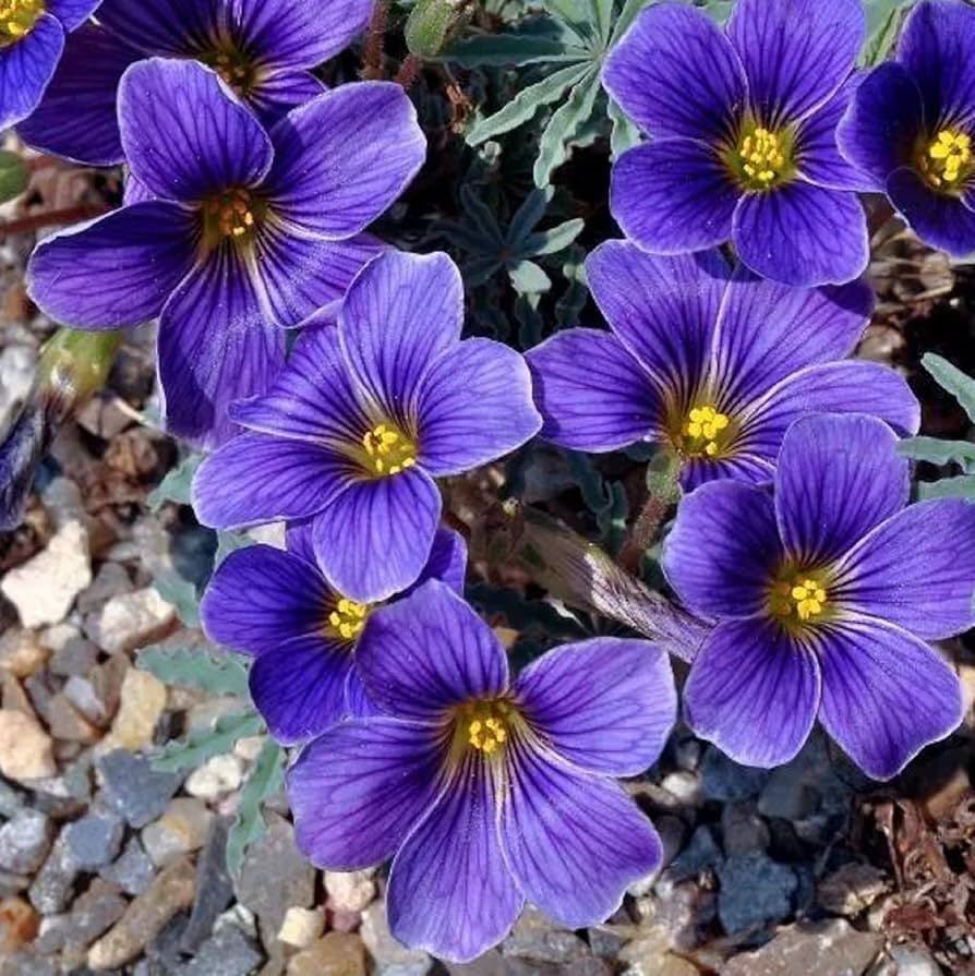 Blau oxalis laciniata blume samen for anpflanzung