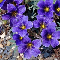 Blau oxalis laciniata blume samen for anpflanzung