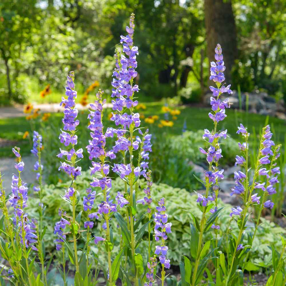 Blau penstemon garten samen – rocky mountain penstemon blooms