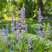 Blau penstemon garten samen – rocky mountain penstemon blooms