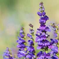 Blau penstemon strictus blume samen for anpflanzung – vibrant garten blooms