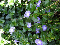 Blau Immergrün Blumensamen zur Aussaat ideal Rabatten Traditionssorte & ohne Gentechnik Samen Hausgarten