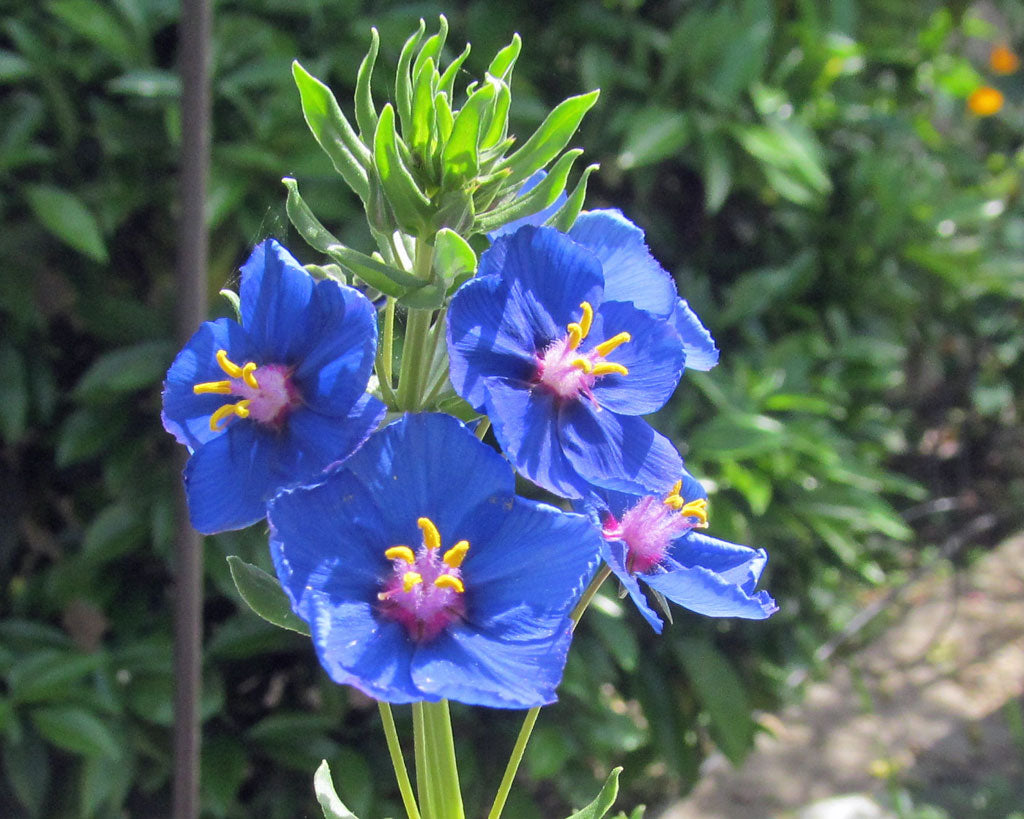 Blau pimpernel anagallis samen for anpflanzung – bright blau blumen