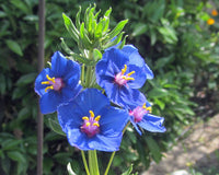 Blau pimpernel anagallis samen for anpflanzung – bright blau blumen