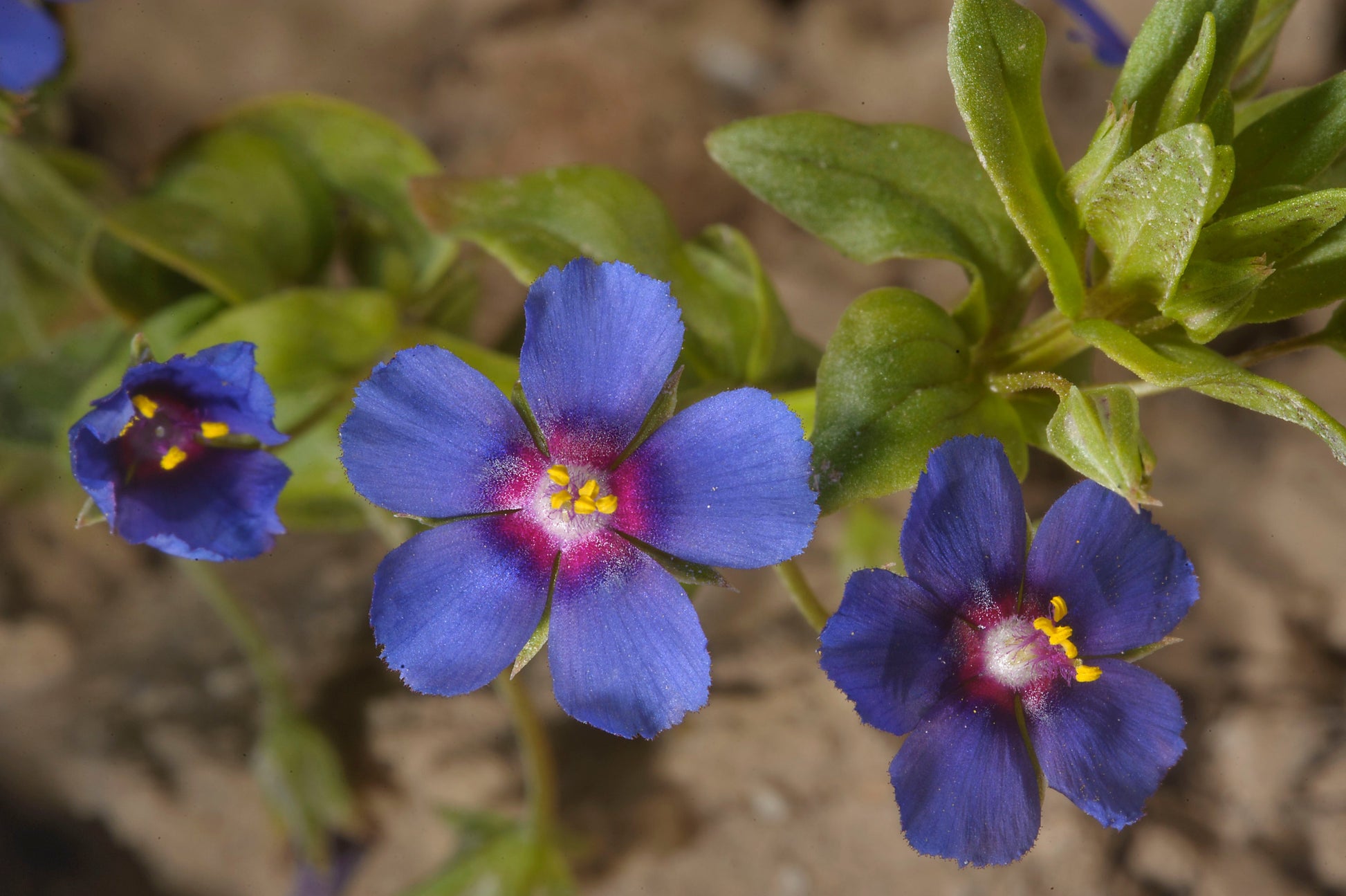 Blau pimpernel pflanze samen – easy to grow ornamental blume