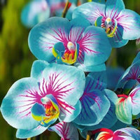 Blau rosa butterfly orchid samen for anpflanzung