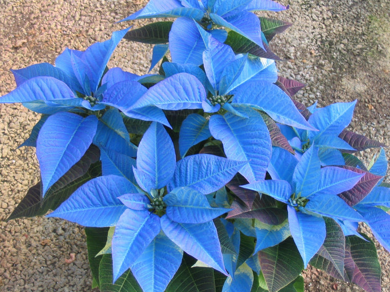 Blau poinsettia blume samen for unique garten anpflanzung