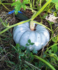 Blue pumpkin samen für aussaat