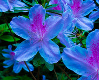 Blau lila azalea blume samen for anpflanzung